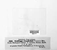 Microbotryum bistortarum image